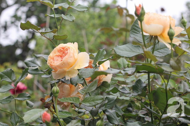 Ngắm khu vườn hoa hồng đẹp ngất ngây đã giúp cô gái thoát khỏi bệnh trầm cảm ở Hà Nội-6