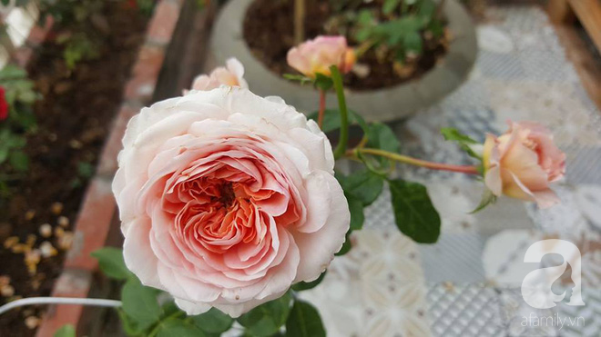 Ngắm khu vườn hoa hồng đẹp ngất ngây đã giúp cô gái thoát khỏi bệnh trầm cảm ở Hà Nội-18