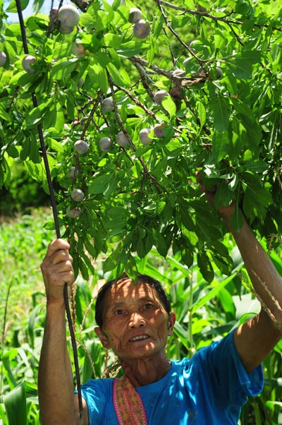 Mùa mận máu chín đỏ, nhà nông Hoàng Su Phí bội thu 6 tỷ đồng-2