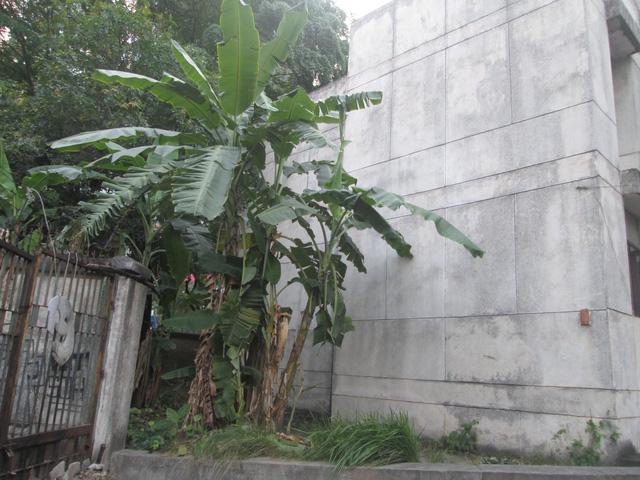 Cận cảnh ngôi nhà ma” số 300 Kim Mã sau gần 30 năm bỏ hoang-6