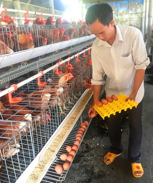 Cho gà siêu trứng nghe nhạc trữ tình, thu nhập 1,5 tỷ đồng/năm-3