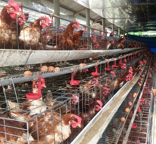 Cho gà siêu trứng nghe nhạc trữ tình, thu nhập 1,5 tỷ đồng/năm-2