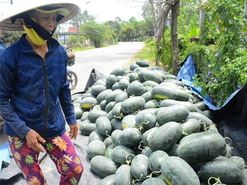 Thương lái Tàu 'bỏ bom” ngàn tấn dưa hấu, vét sạch rễ hồ tiêu