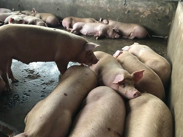 Bơm từ 2 đến 4 lít nước vào mỗi con heo để tăng trọng lượng rồi đem bán-1