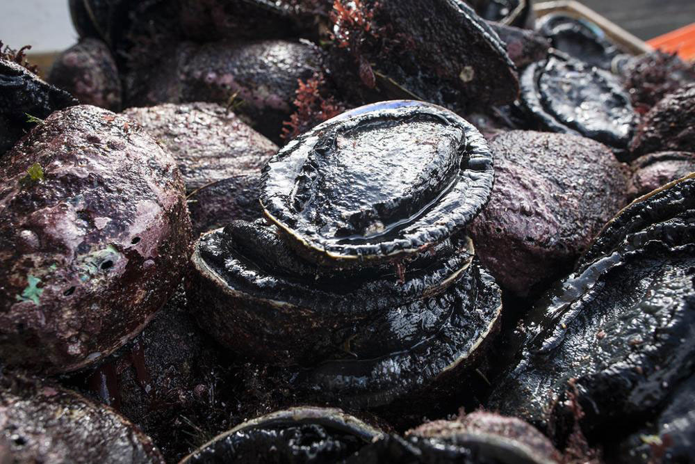 Bào ngư 15 triệu/kg: Bà nội trợ vẫn mạnh tay mua-1