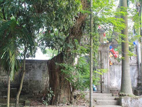 Ly kỳ quanh cây sưa trăm tỷ ở Hà Nội sắp được bán: Tờ giấy đe dọa ném vào nhà dân-3