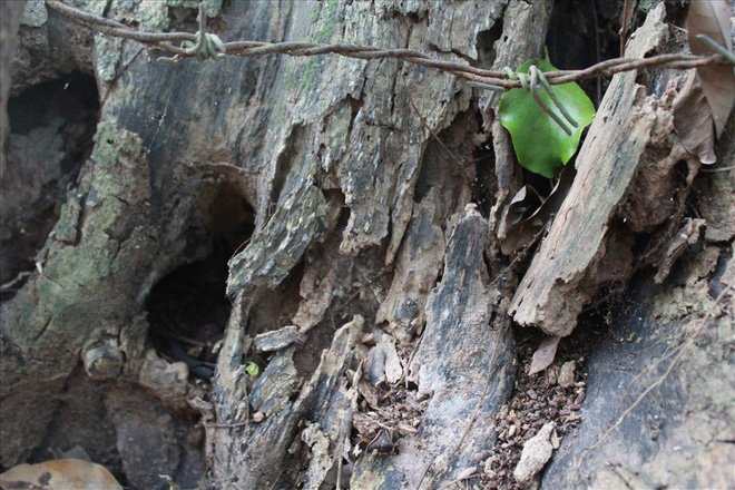 Cây sưa 100 tỷ đồng: Dân xót ruột chờ bán chia nhau-2