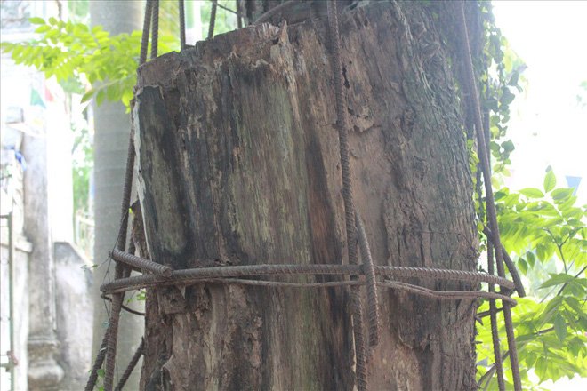 Cây sưa 100 tỷ đồng: Dân xót ruột chờ bán chia nhau-3