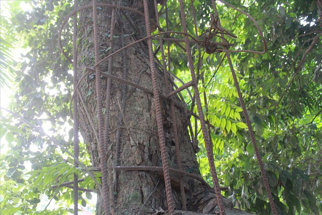 Cây sưa 100 tỷ đồng: Dân xót ruột chờ bán chia nhau-4