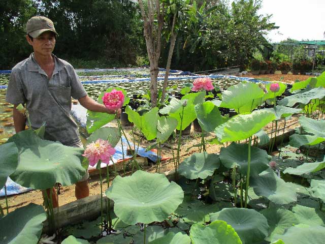 Làm hồ trên cạn trồng hoa súng, hoa sen, bỏ túi 20 triệu/tháng-1