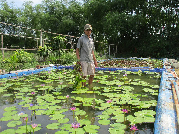 Làm hồ trên cạn trồng hoa súng, hoa sen, bỏ túi 20 triệu/tháng-2