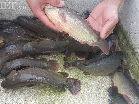 Lão nông trên đỉnh núi canh khối tiền 500 tỷ giấu dưới tán rừng già-4