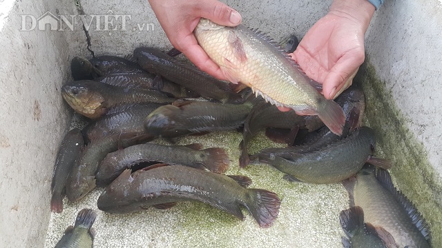 Làm giàu ở nông thôn: Nuôi đàn cá rô khổng lồ, lãi 400 triệu/năm-3