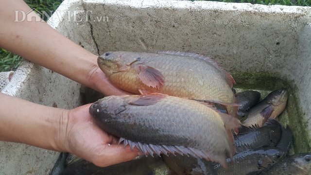 Làm giàu ở nông thôn: Nuôi đàn cá rô khổng lồ, lãi 400 triệu/năm-2