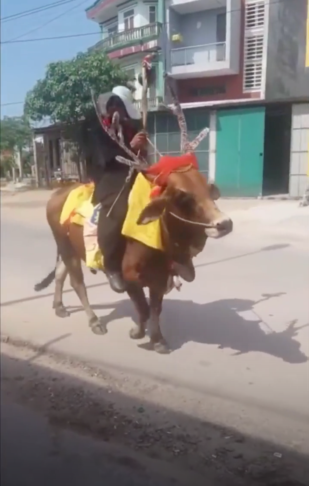 Quảng Trị: Thanh niên độ bò thành tuần lộc rồi ung dung dạo phố-1