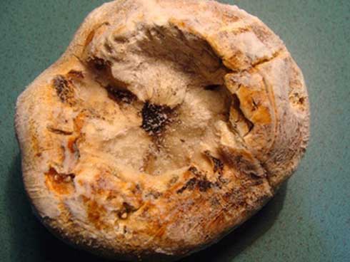 Nấm lim xanh chục triệu/kg, nhà giàu muốn mua phải đợi cả tháng-5