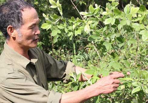 Bí ẩn loài nấm đắt như vàng ròng trên đỉnh Hoàng Liên Sơn-1