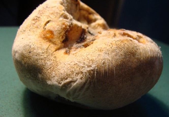 Bí ẩn loài nấm đắt như vàng ròng trên đỉnh Hoàng Liên Sơn-3