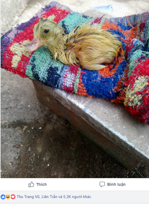 Mua trứng vịt lộn về ăn trong ngày nóng khủng khiếp, cô gái bất đắc dĩ trở thành vịt mẹ-1