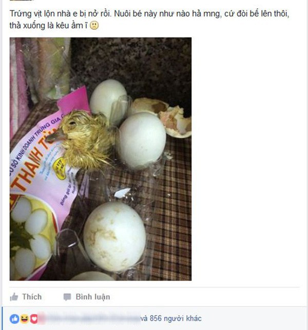 Mua trứng vịt lộn về ăn trong ngày nóng khủng khiếp, cô gái bất đắc dĩ trở thành vịt mẹ-2