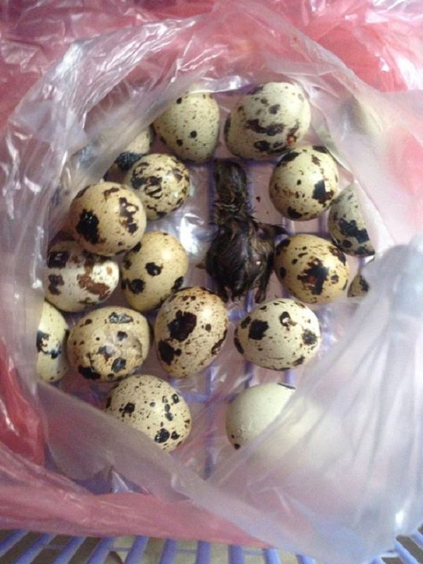 Mua trứng vịt lộn về ăn trong ngày nóng khủng khiếp, cô gái bất đắc dĩ trở thành vịt mẹ-4