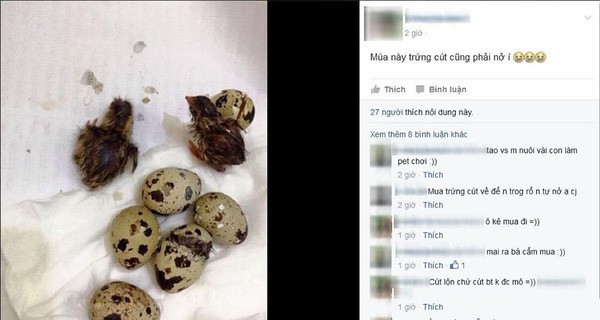 Mua trứng vịt lộn về ăn trong ngày nóng khủng khiếp, cô gái bất đắc dĩ trở thành vịt mẹ-5