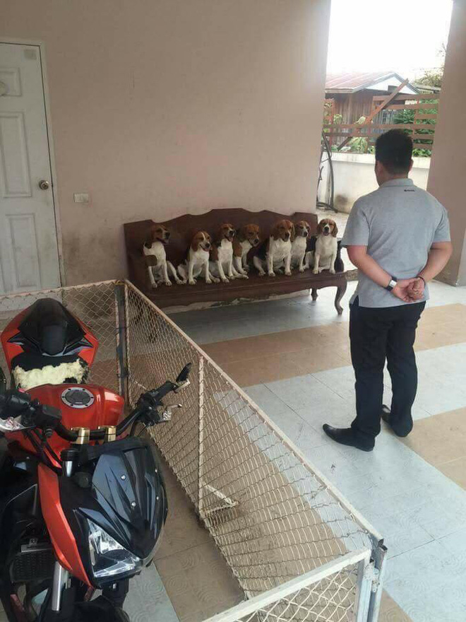 Quây xe trong rào sắt, khổ chủ dở khóc dở cười vì vẫn bị đàn chó... phá tan xe-2