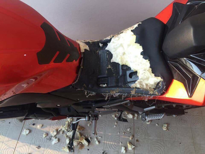 Quây xe trong rào sắt, khổ chủ dở khóc dở cười vì vẫn bị đàn chó... phá tan xe-3