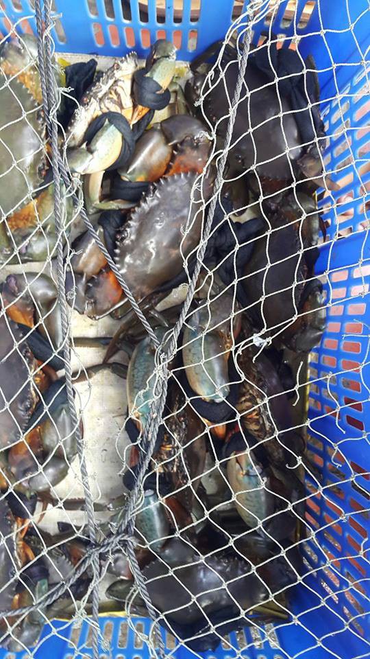 1,4kg cua thì 7 lạng dây, đây đích thị là giao dịch mua dây tặng cua-4