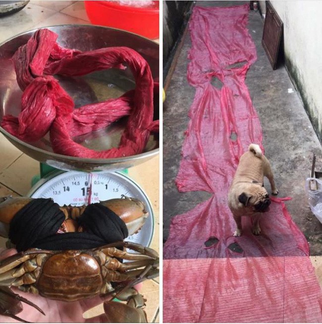 1,4kg cua thì 7 lạng dây, đây đích thị là giao dịch mua dây tặng cua-5