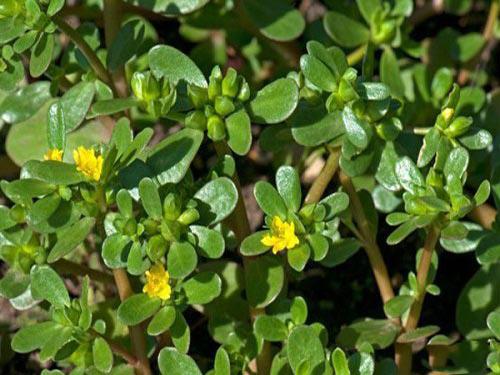 Bệnh thủy đậu kiêng gì và nên ăn gì để nhanh khỏi-8