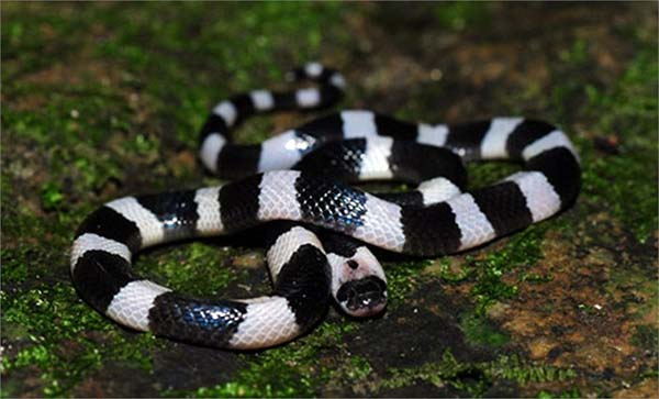 Người đàn ông đầu tiên bắt rắn độc nhả ra... vàng 9999 ở Việt Nam-5