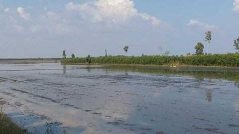 Cánh đồng kỳ bí đầy vàng ròng ở miền Tây-2