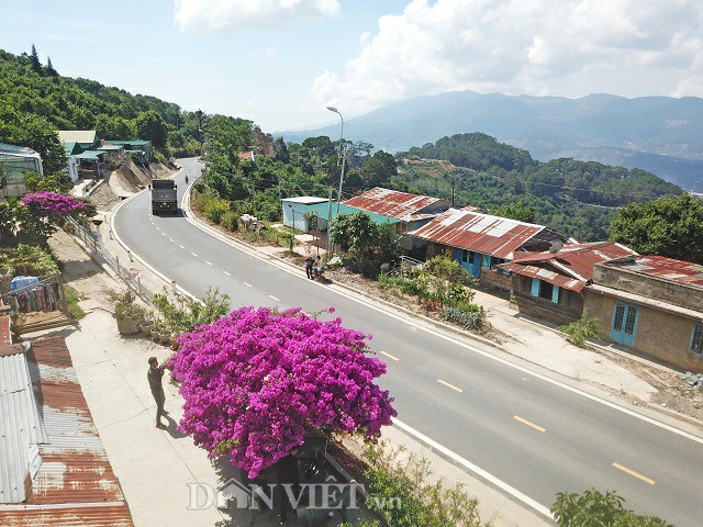 Người Đà Lạt và du khách sốt rần rần với cây hoa giấy khổng lồ siêu đẹp-5