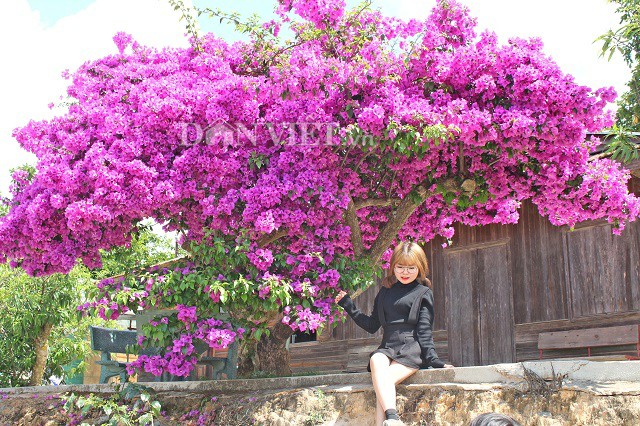 Người Đà Lạt và du khách sốt rần rần với cây hoa giấy khổng lồ siêu đẹp-9