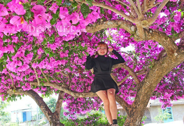 Người Đà Lạt và du khách sốt rần rần với cây hoa giấy khổng lồ siêu đẹp-7