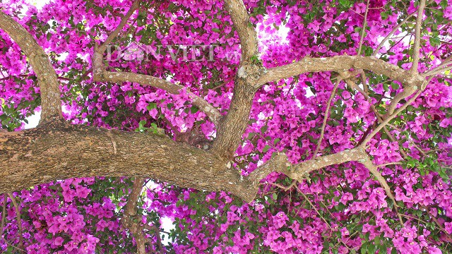 Người Đà Lạt và du khách sốt rần rần với cây hoa giấy khổng lồ siêu đẹp-6