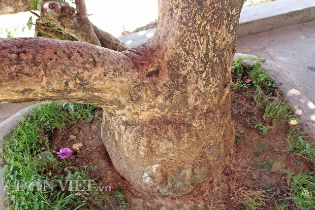 Người Đà Lạt và du khách sốt rần rần với cây hoa giấy khổng lồ siêu đẹp-2