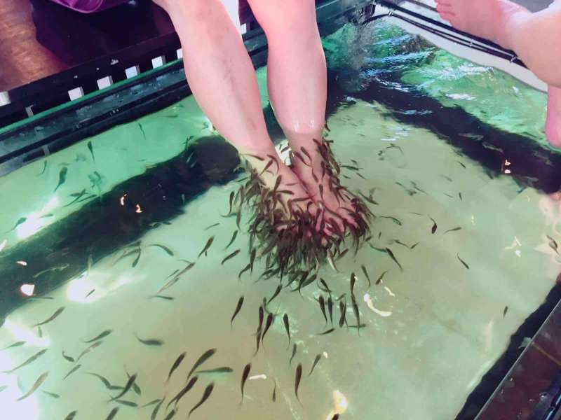 Chuyện như đùa: Thanh niên đi massage bằng cá, 5 phút sau cả đàn cá lăn ra chết không rõ nguyên nhân-1
