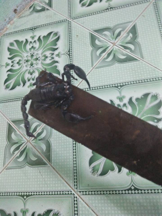 Bé 1 tuổi khóc thét, mẹ thất kinh khi nhìn thấy bọ cạp còn sống ngay cạnh con mình-3