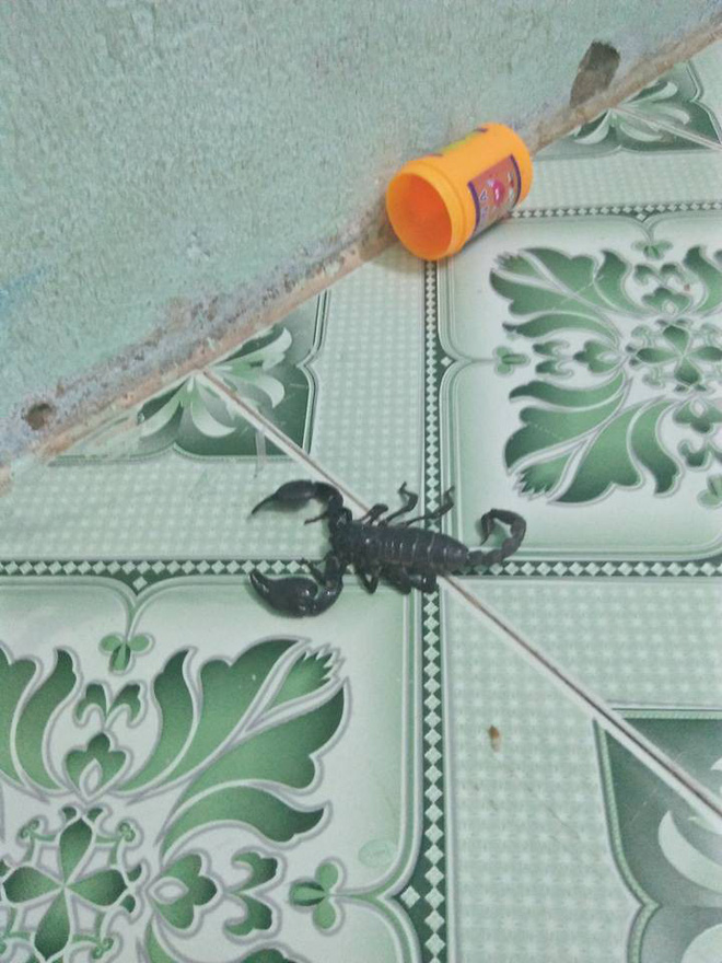 Bé 1 tuổi khóc thét, mẹ thất kinh khi nhìn thấy bọ cạp còn sống ngay cạnh con mình-2