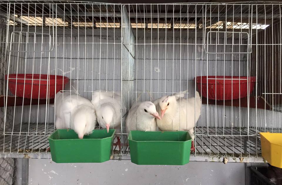 Ngưỡng mộ bà mẹ Hà thành trồng rau, nuôi chim gà trên sân thượng-8