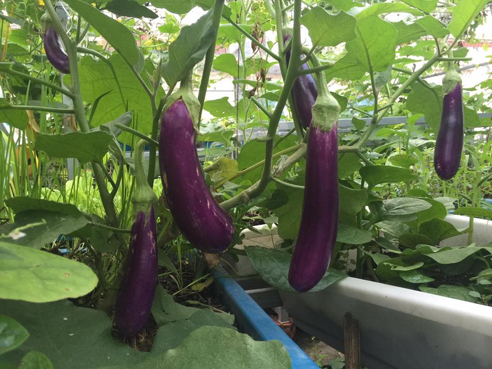 Ngưỡng mộ bà mẹ Hà thành trồng rau, nuôi chim gà trên sân thượng-3