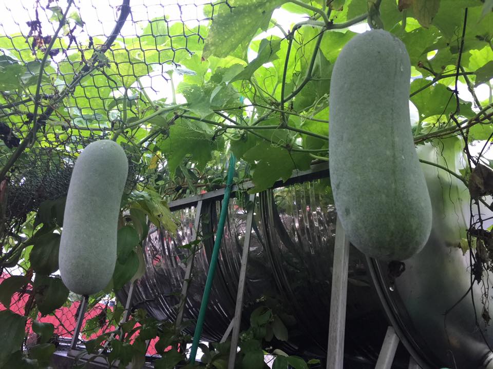 Ngưỡng mộ bà mẹ Hà thành trồng rau, nuôi chim gà trên sân thượng-2