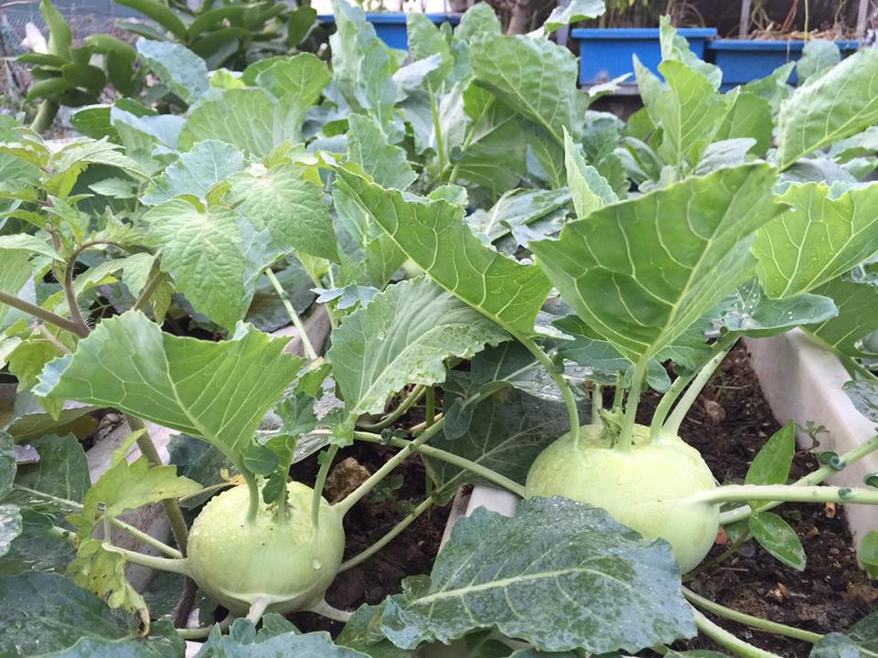 Ngưỡng mộ bà mẹ Hà thành trồng rau, nuôi chim gà trên sân thượng-7