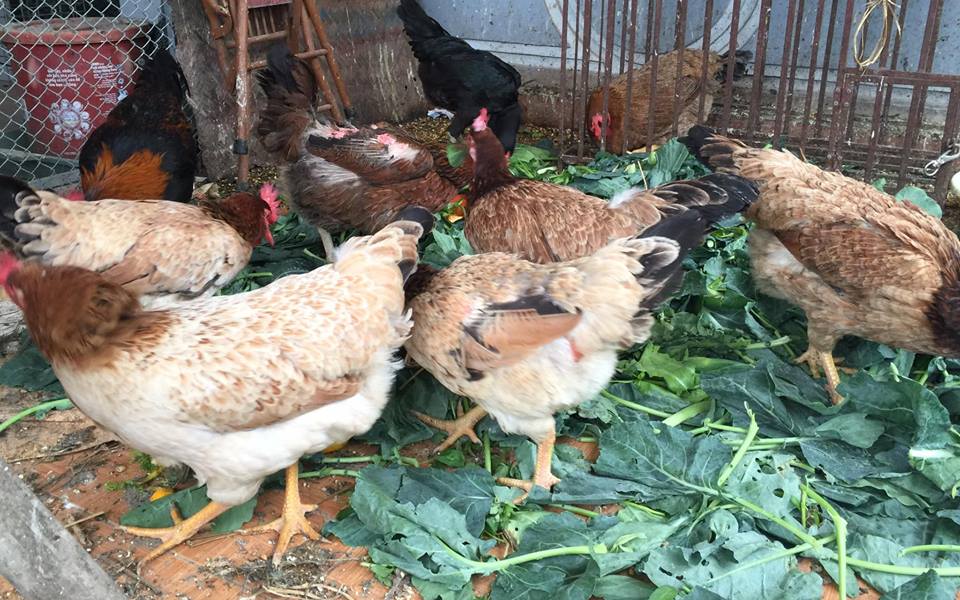 Ngưỡng mộ bà mẹ Hà thành trồng rau, nuôi chim gà trên sân thượng-9