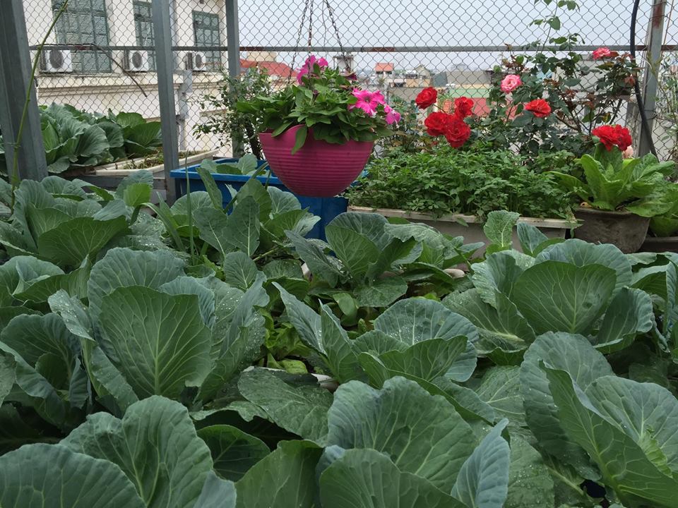 Ngưỡng mộ bà mẹ Hà thành trồng rau, nuôi chim gà trên sân thượng-5