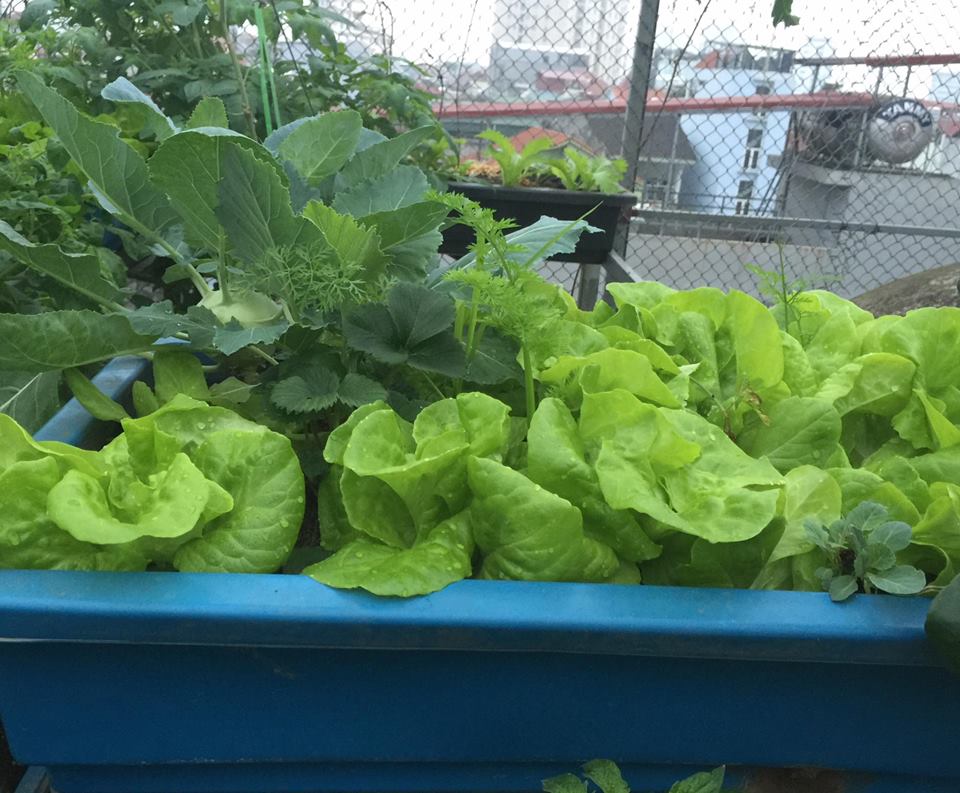 Ngưỡng mộ bà mẹ Hà thành trồng rau, nuôi chim gà trên sân thượng-4