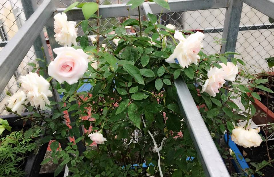 Ngưỡng mộ bà mẹ Hà thành trồng rau, nuôi chim gà trên sân thượng-11