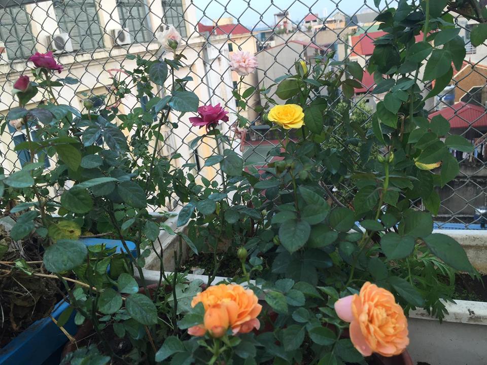 Ngưỡng mộ bà mẹ Hà thành trồng rau, nuôi chim gà trên sân thượng-12